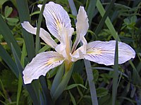 Iris macrosiphon