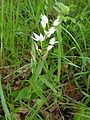 Cephalanthera longifolia Germany - Zeutern