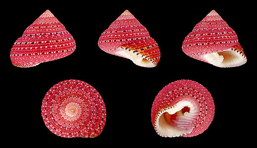 Clanculus puniceus (Strawberry Top Shell)