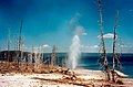 Geyser at the Yellowstone Lake