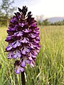 Orchis purpurea Central Italy