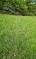 Orchis purpurea Germany - Ebringen