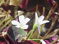 Oxalis triangularis