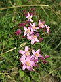 Centaurium erythraea (Echtes Tausendgüldenkraut)