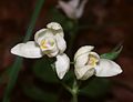 Cephalanthera damasonium