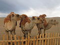 * Nomination Camels in Mongolia--Arad 19:09, 10 March 2007 (UTC) * Decline Problems with focus. --Lestat 15:12, 11 March 2007 (UTC)