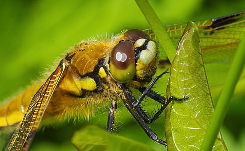 ♀ Libellula quadrimaculata (Four-spotted Chaser)