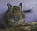 Degu looking towards the camera