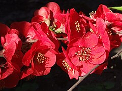 Chaenomeles japonica: Flowers