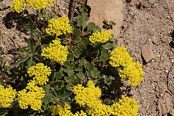 Eriogonum umbellatum