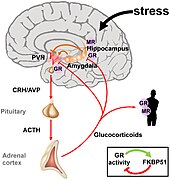 Hypothalamic-pituitary-adrenal axis.jpg