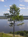 Young tree at Tabaga near Yakutsk, Russia