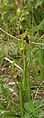 Ophrys insectifera Germany - Tauberland