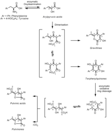 Pulvinone Biosynthesis.png