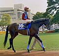 ライスシャワー　1995年6月4日　京都競馬場