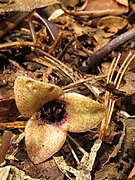 Asarum ikegamii