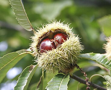 Castanea sativa (Sweet Chestnut), fruit