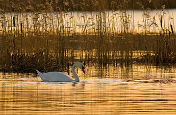 "CygnusOlorNaturalHabitatMorning.jpg" by User:Thermos