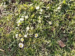 Daisies, Geisenheim.jpg