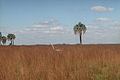 Greater Rhea. Mercedes Cossio, Goya, Corrientes.