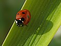 Septyntaškė boružė Coccinella septempunctata