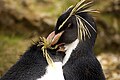 * Nomination Rockhopper Penguins preening. --Chris huh 16:43, 23 March 2008 (UTC) * Decline Confusing composition and crop too tight, difficult to see what's going on -- Alvesgaspar 9:50, 24 March 2008 (UTC)