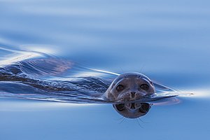 #7: Look of ringed seal (Pusa hispida). Attribution: Кирилл Уютнов (CC BY-SA 4.0)