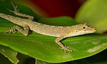 Anolis fuscoauratus 45207341.jpg