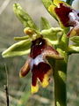 Ophrys insectifera subsp. aymoninii flower France - Causse de Larzac