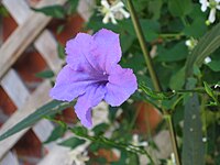 Ruellia angustifolia