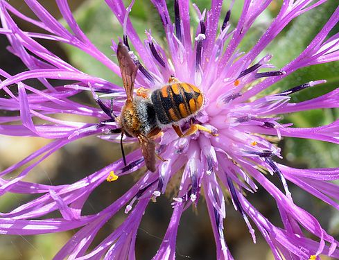 A Mason Bee (Anthidium florentinum) feeding on a Centaurea sphaerocephala flower