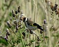 Feeding on Cirsium arvense seeds; Whitley Bay, Northumberland, England