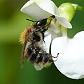 Blattschneiderbiene, (Megachile), Hamburg, Germany