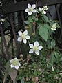 flowers and leaves