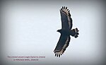 Thumbnail for File:CRESTED SERPENT EAGLE-INDIA.jpg