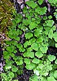 Adiantum capillus-veneris