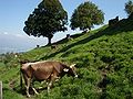 Feusisberg SZ, über dem Zürichsee, Landwirtschaft im Berggebiet