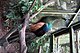 Green Peafowl perched on a branch