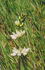 Lupinus densiflorus