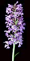 Platanthera psycodes