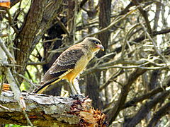 Aves de Rocha.JPG