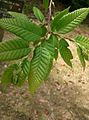 Castanea crenata (Japanese Chestnut)