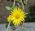 * Nomination Chrysanthemum indicum flower. --JDP90 11:36, 16 May 2014 (UTC) * Promotion Good quality. --Ralf Roletschek 12:15, 16 May 2014 (UTC)