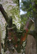 Branch collars at bases of pruned branches