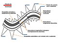 Thumbnail for File:Movimento serpenteante.jpg