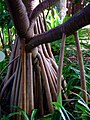 Botanical Garden Teneriffa