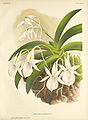 Angraecum leonis plate 37 in: Jean Jules Linden L. Linden & E. Rodigas: Lindenia (1885-1906)