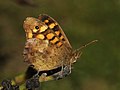 Image 53Speckled Wood butterfly