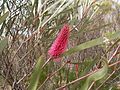 Hakea francisiana