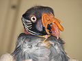 King Vulture